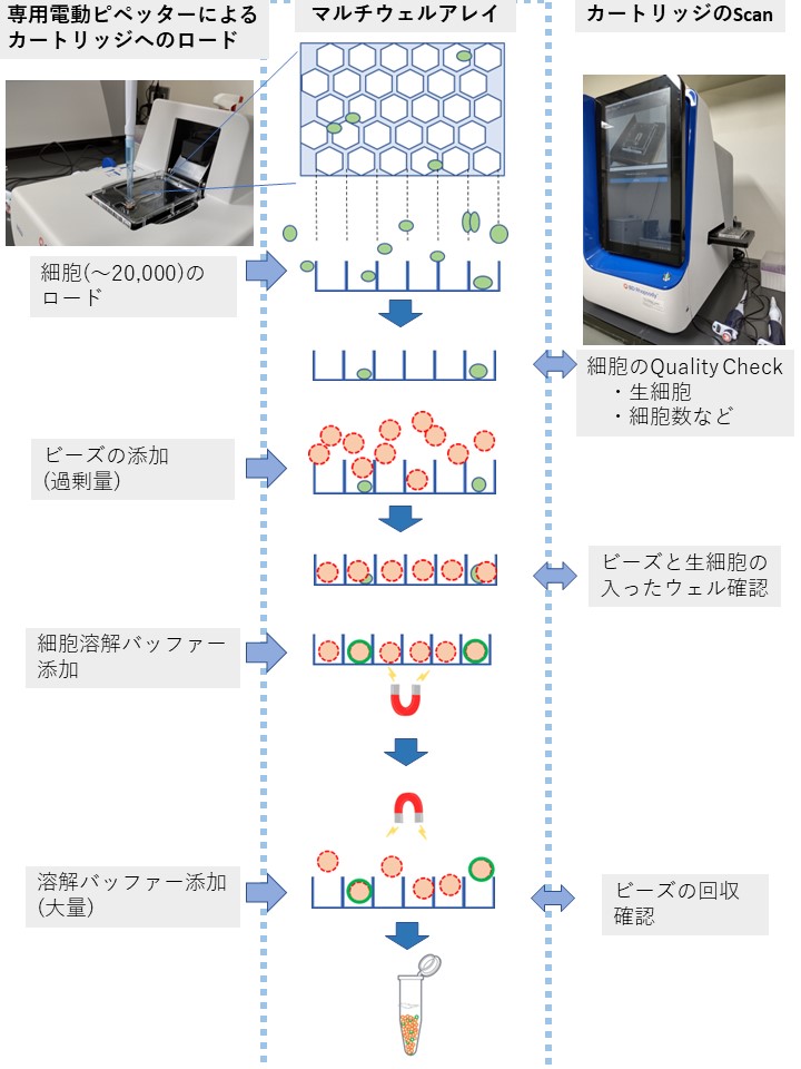 single cell work flow 